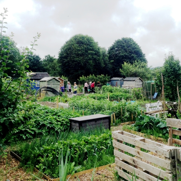 Aberystwyth Allotments